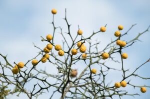 思春期の息の臭いが気になる昼食後の対策は？
