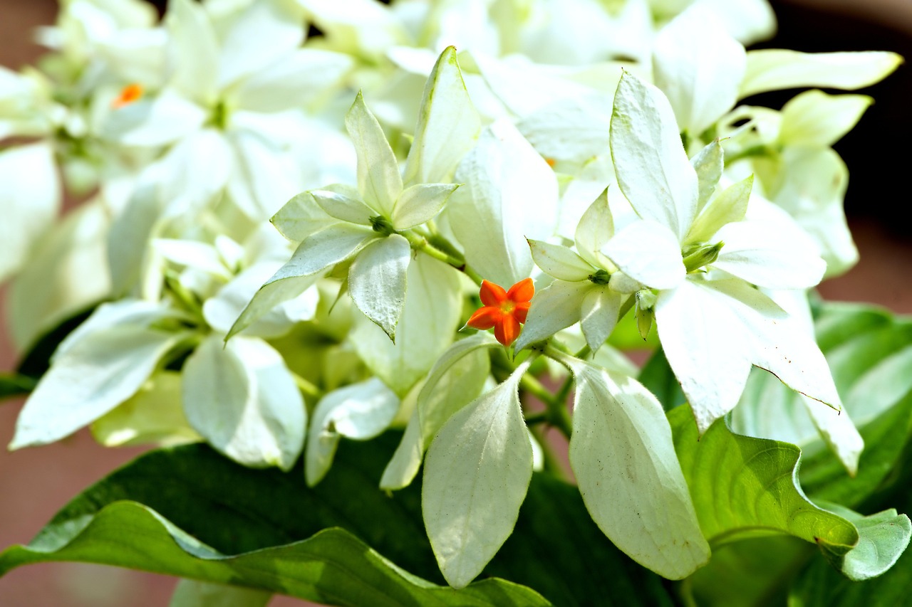 思春期の口臭について歯医者に相談するべき理由は？