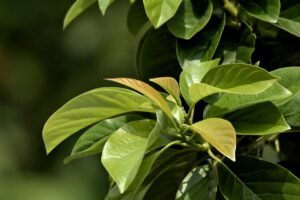 成長期の口臭、どこで相談するか？